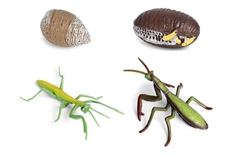 Models of Mantis Life Cycle