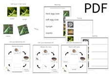 Mantis Life Cycle Cards
