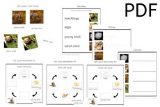 Snail Life Cycle Cards