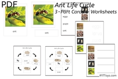 Ant Life Cycle Cards
