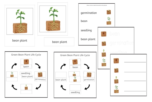 Green Bean Plant Life Cycle 3-Part Cards & Worksheets (PDF) - IFIT ...
